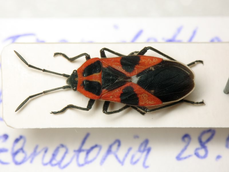 Tropidothorax leucopterus (Goeze, 1778)